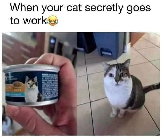 cat-secretly-goes-worke-pate