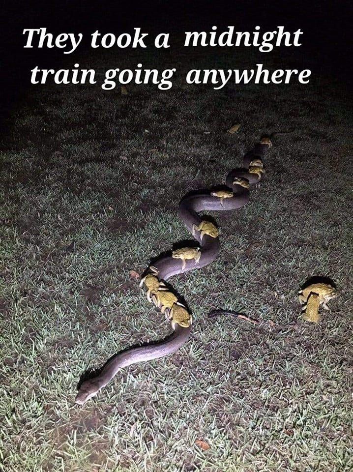snake-they-took-midnight-train-going-anywhere
