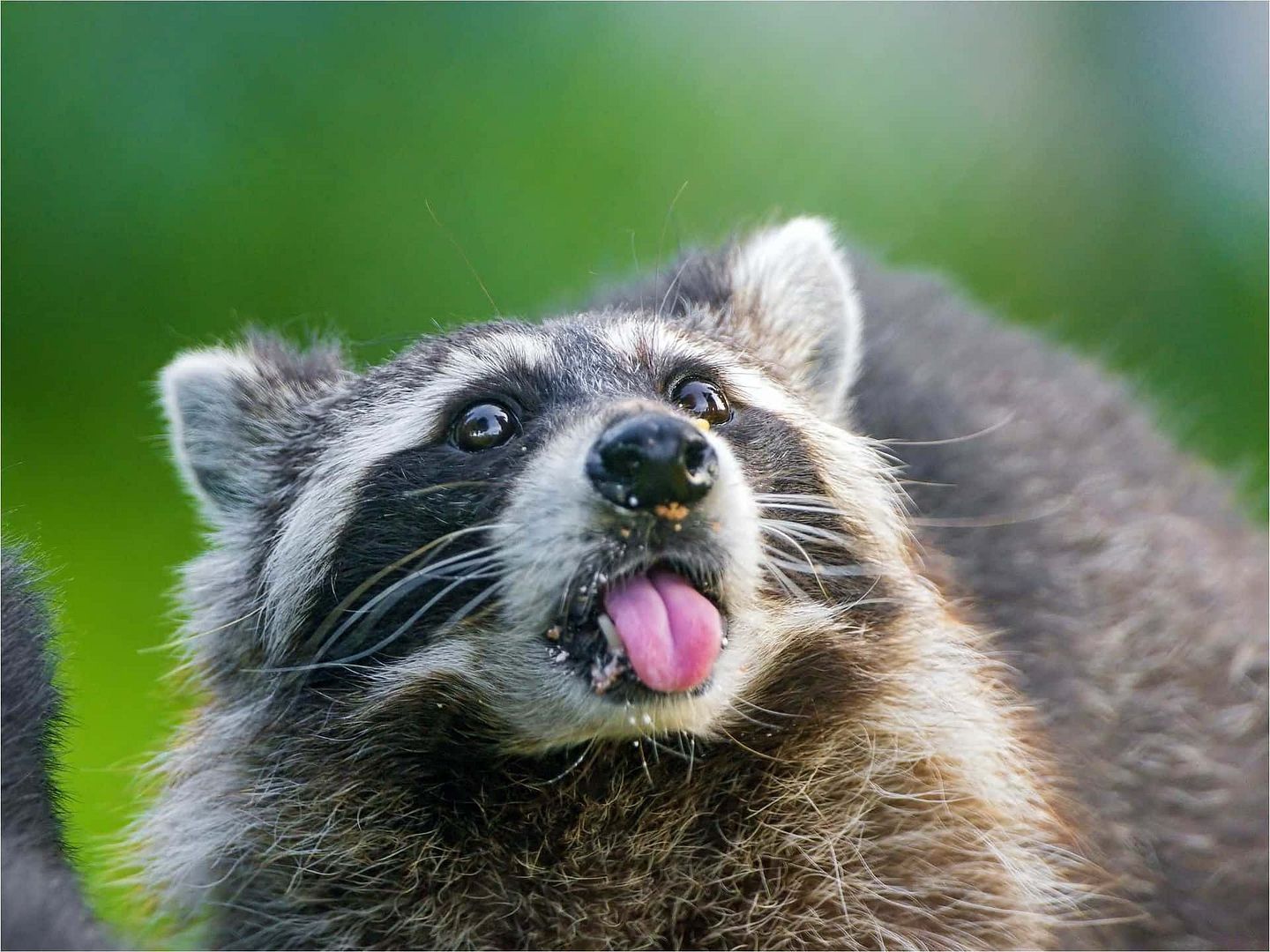 racoon tongue