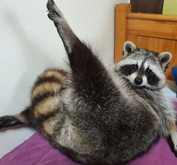 animal