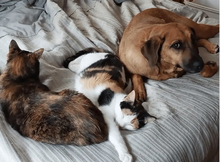 cat-dog 1