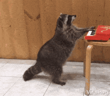 viralhog-raccoon