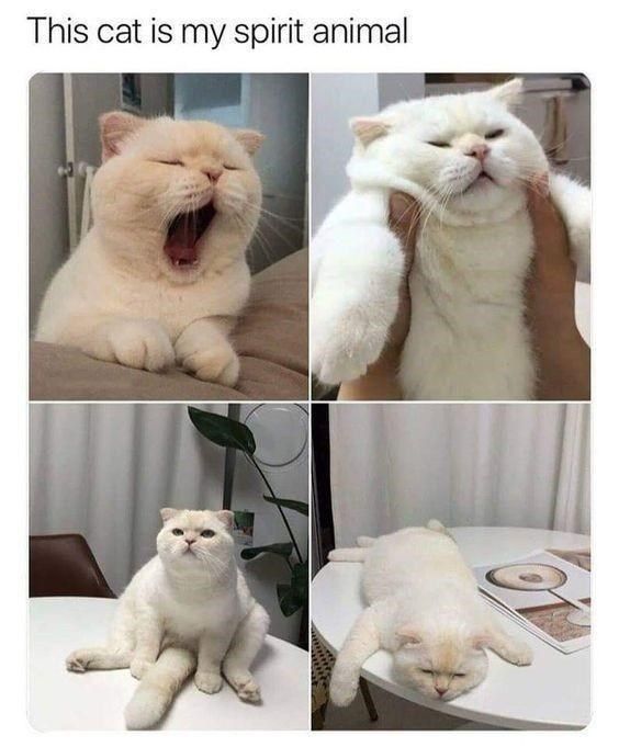 this-cat-is-my-spirit-animal