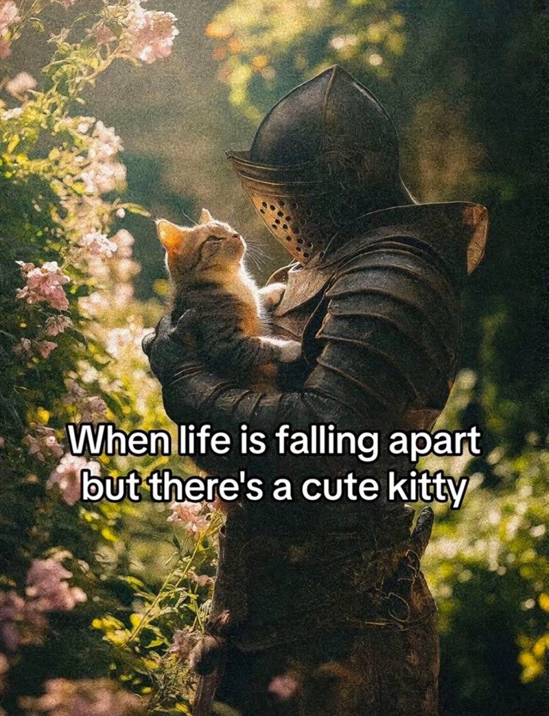 life-is-falling-apart-but-theres-cute-kitty