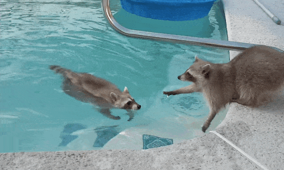 giphy-190594002