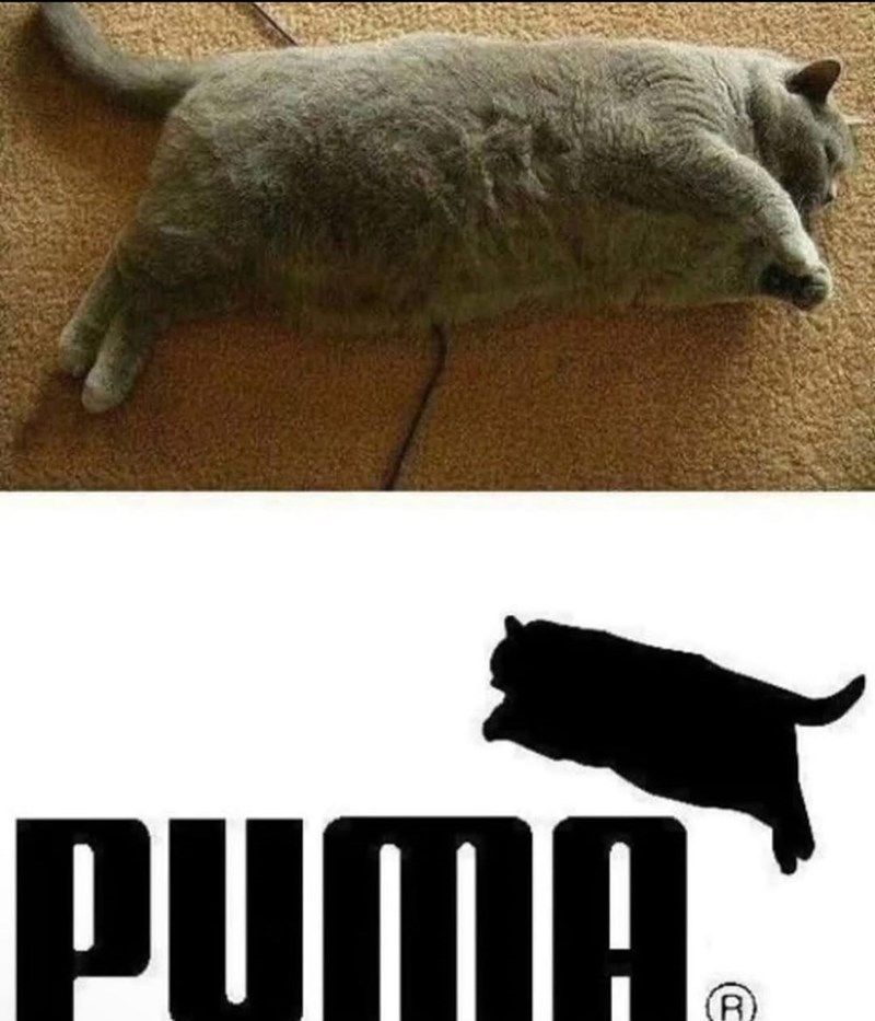 puma