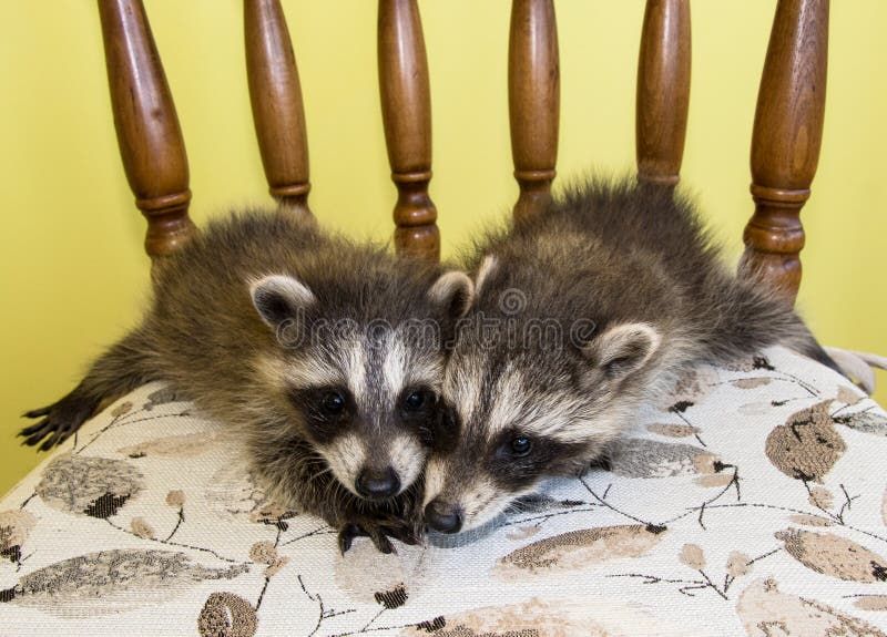 two-baby-raccoons-padded-wooden-chair-nose-to-slatted-tan-seat-cushion-background-bright-yellow-120749502-256588118