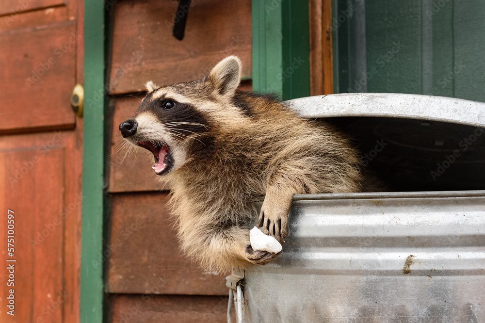 racoon 10