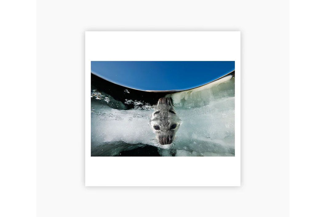 Magnum square print sale 2024 eden