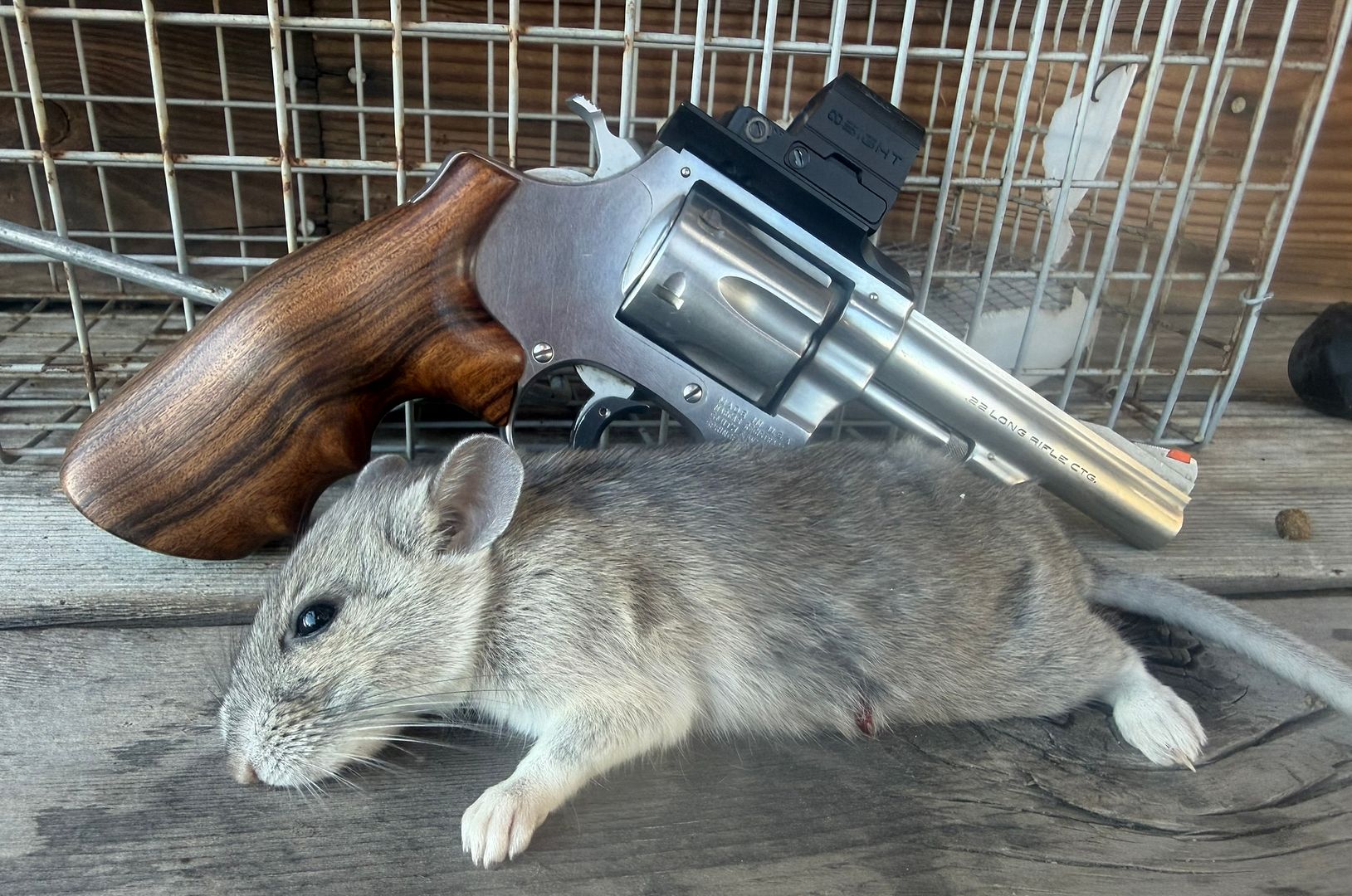 Photobucket. 4 2026 Dead Critter Thread …. - 24hourcampfire