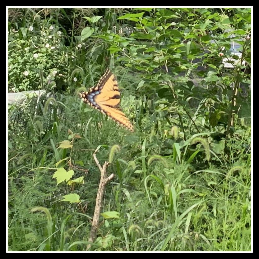 unnamed (62) (1)