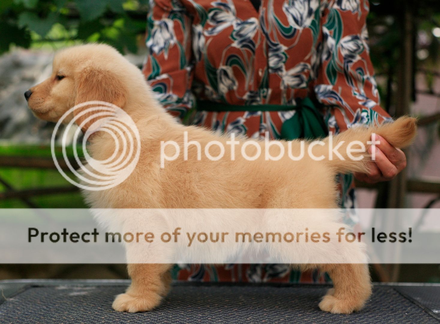 Photobucket - Video and Image Hosting