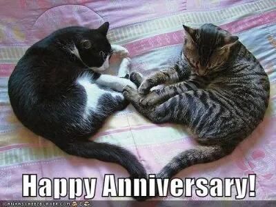 Happy-anniversary-cat-meme-400x300-1