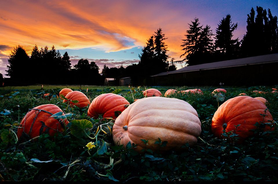 Sunset-over-the-pumpkin-patch-at-Willow-View-Farms-Kelsey-Siemens