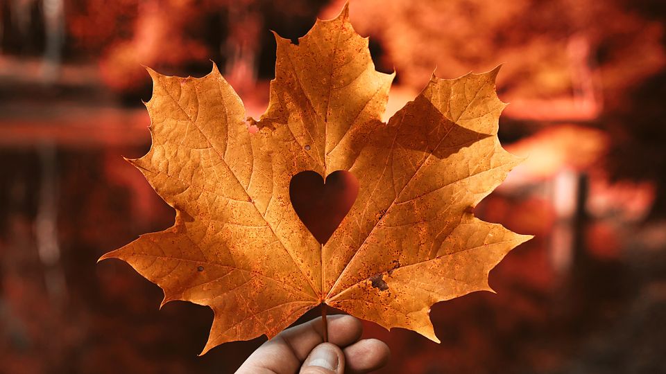 autumn_leaf_love_heart_4k