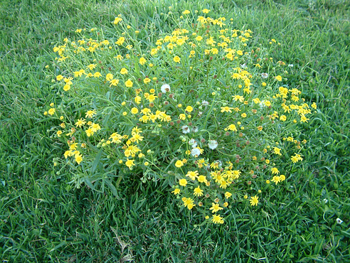 Fireweed%20Senecio%20madagascariensis%20flowers_Brian%20Sindel%20UNE