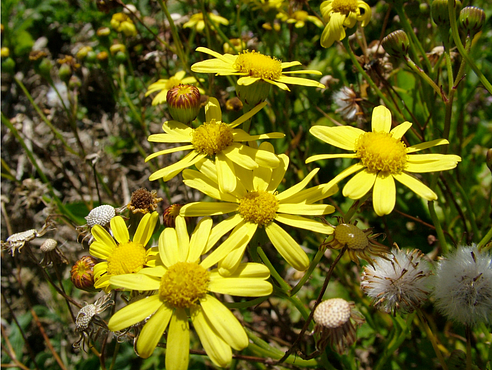 Fireweed%20Senecio%20madagascariensis%20inforescences_Brian%20Sindel%20UNE