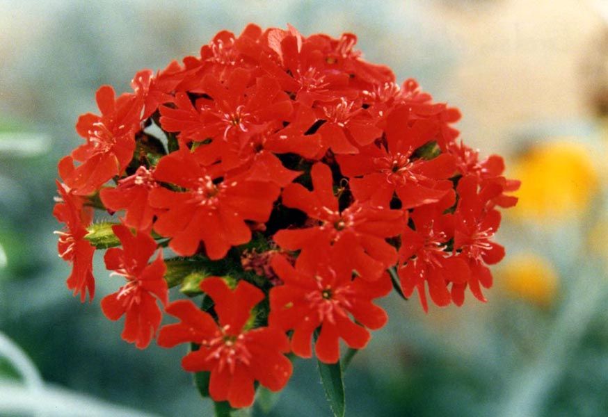 Flower_of_Bristol_Lychnis_chalcedonica