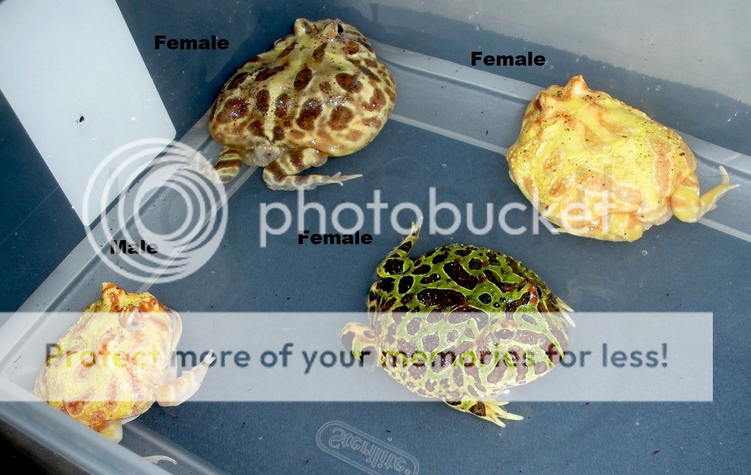 Sexing Pacman frog?