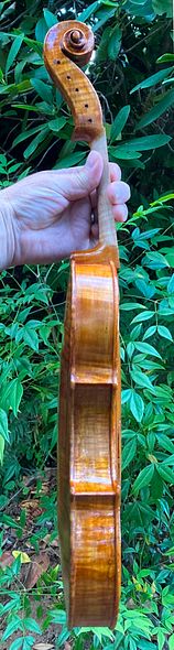 4th color coat bass side of commissioned 5-string fiddle handcrafted in Oregon by Artisanal Luthier Chet Bishop.