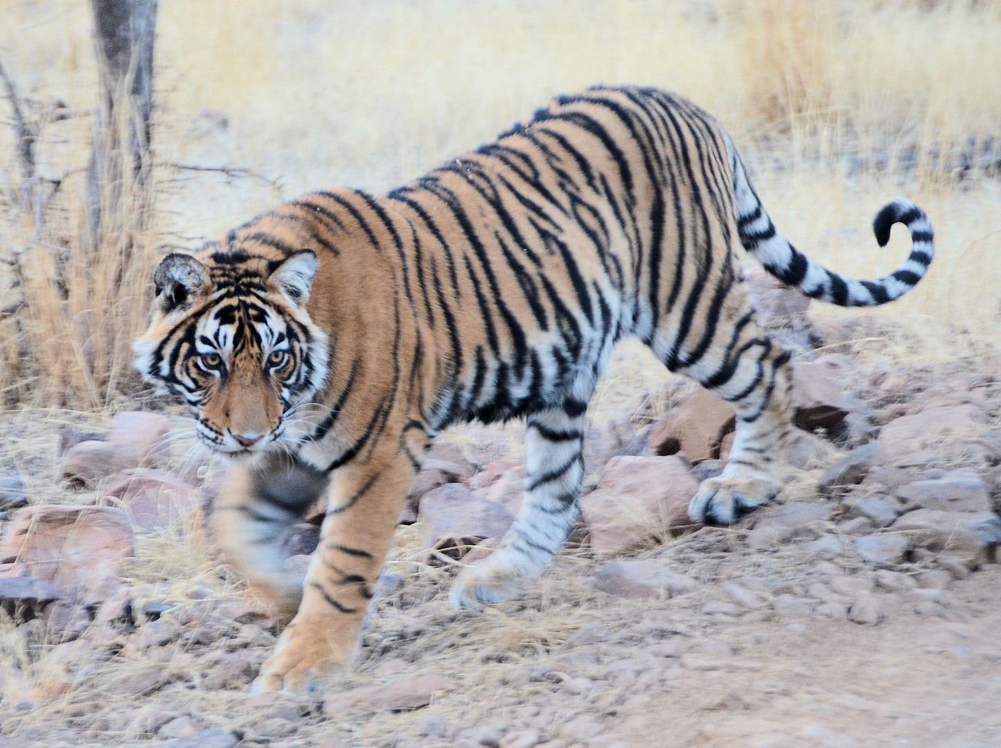 TigerCub1.jpg