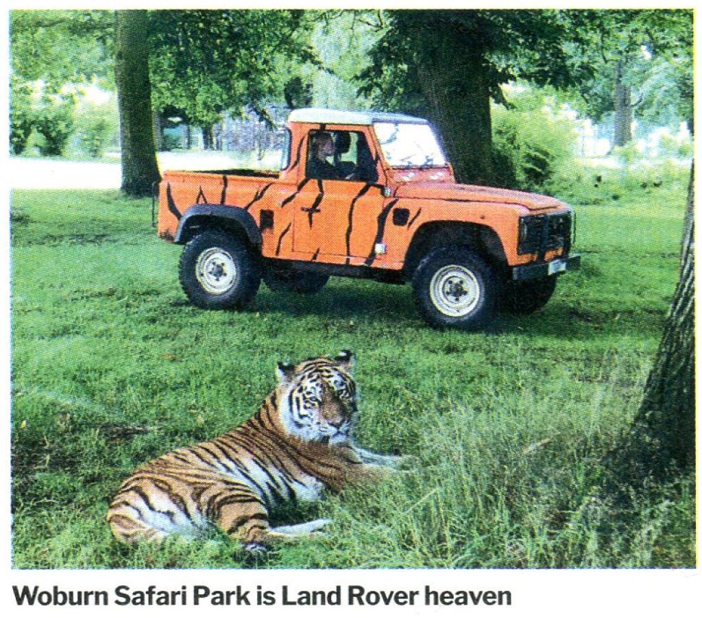 WoburnTiger2.jpg