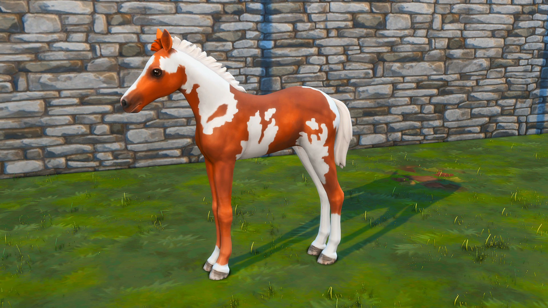 Foal