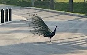 peacock_bird.jpg