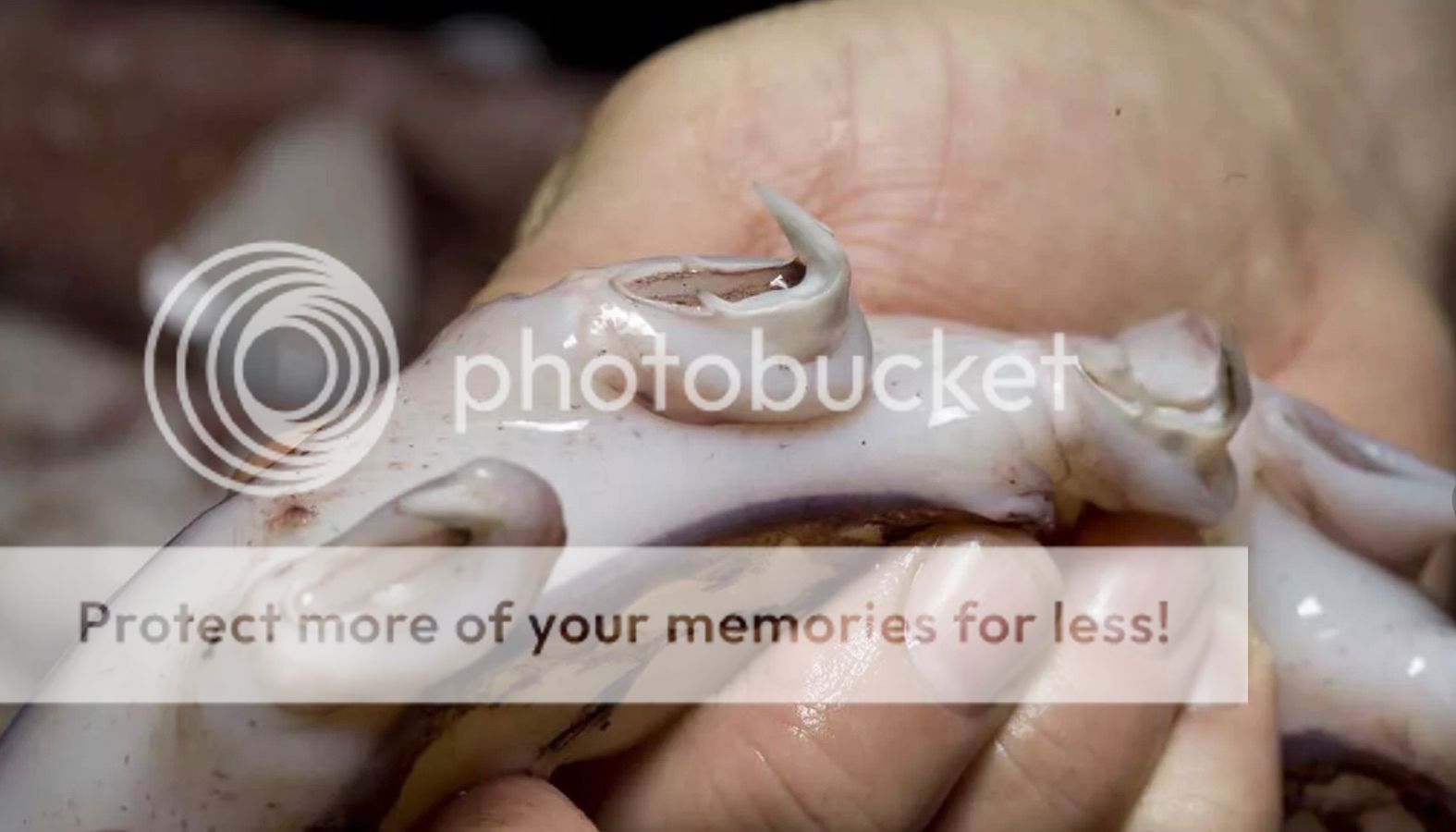 Палеонтологическое 2022-05-12_06.38.07 Палеонтологическое 2022-05-12_06.38.07