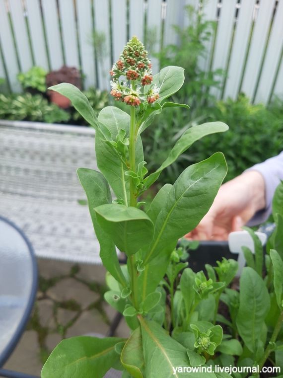 Заключительная дача 2022 20220619_055702 Заключительная дача 2022 20220619_055702