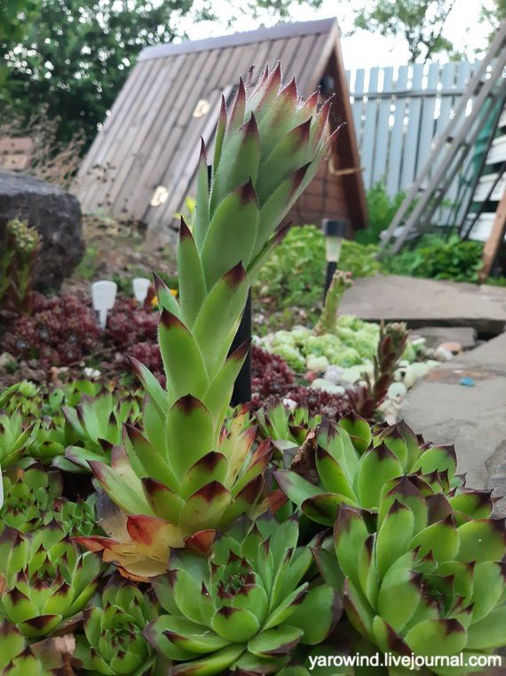 Заключительная дача 2022 20220625_203821 Заключительная дача 2022 20220625_203821