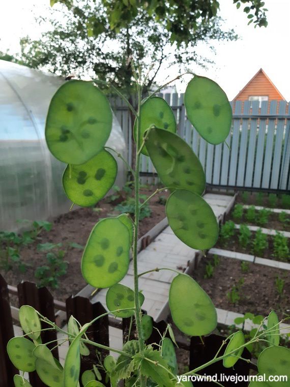 Заключительная дача 2022 20220625_204119 Заключительная дача 2022 20220625_204119