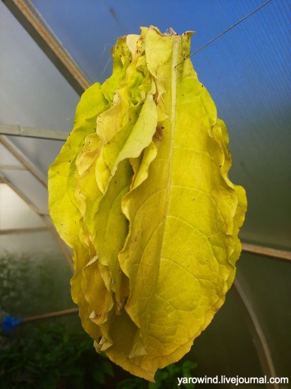 Табачок врозь 20220730_065536 Табачок врозь 20220730_065536