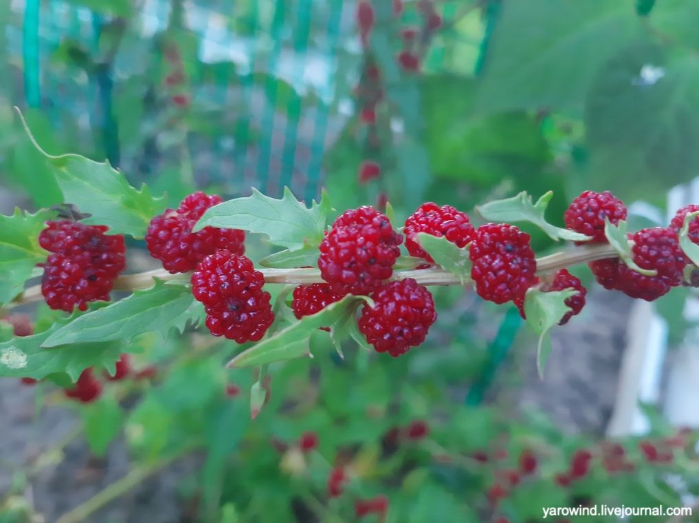 Заключительная дача 2022 20220730_195221 Заключительная дача 2022 20220730_195221