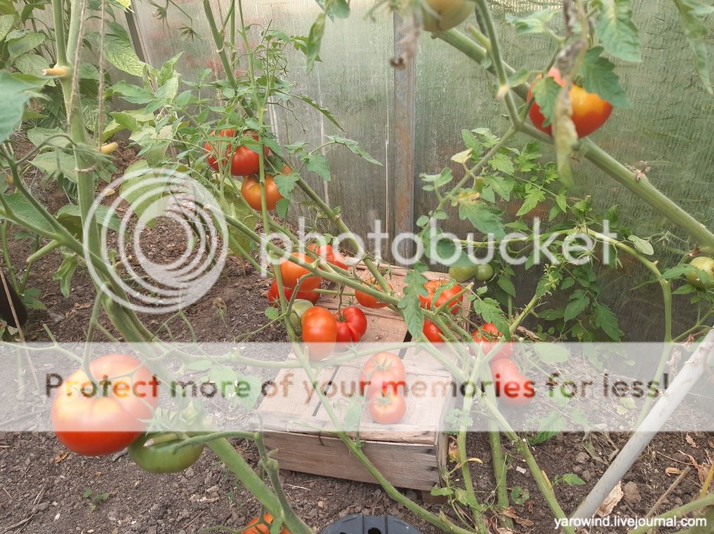 Заключительная дача 2022 20220813_070742 Заключительная дача 2022 20220813_070742