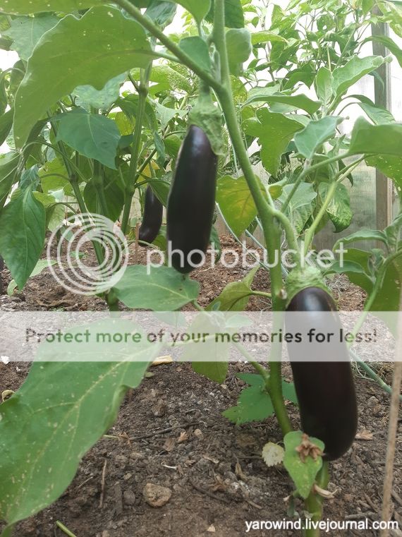 Заключительная дача 2022 20220813_070750 Заключительная дача 2022 20220813_070750