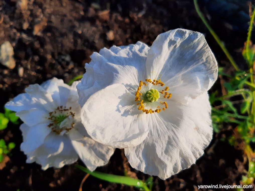 Заключительная дача 2022 20220827_081803 Заключительная дача 2022 20220827_081803