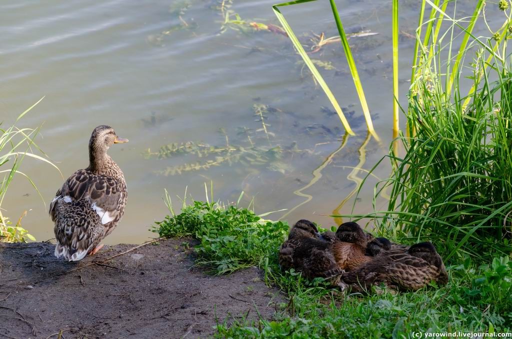 Бронницы 2020 DSC_0615 Бронницы 2020 DSC_0615
