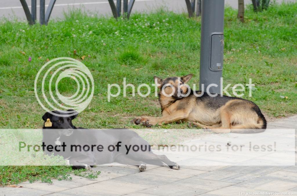 Егорьевск DSC_0653 Егорьевск DSC_0653