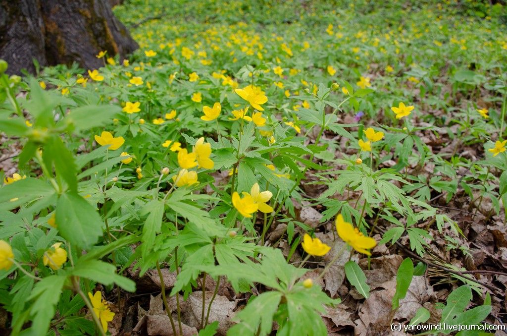 Обнинск DSC_1944 Обнинск DSC_1944