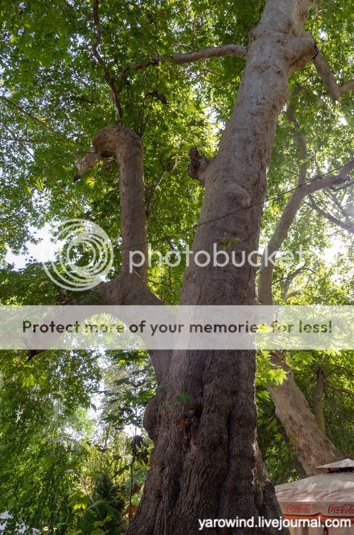 Чайхана и чинары DSC_7784 Чайхана и чинары DSC_7784