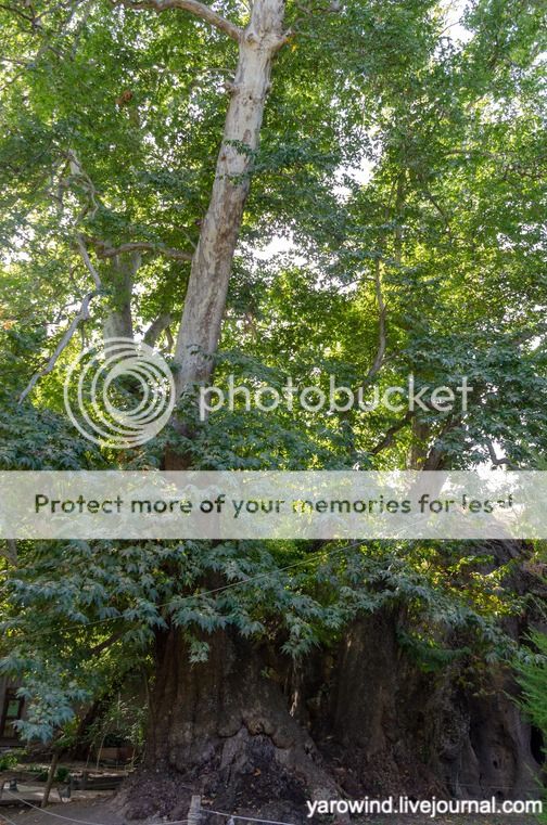 Чайхана и чинары DSC_7788 Чайхана и чинары DSC_7788