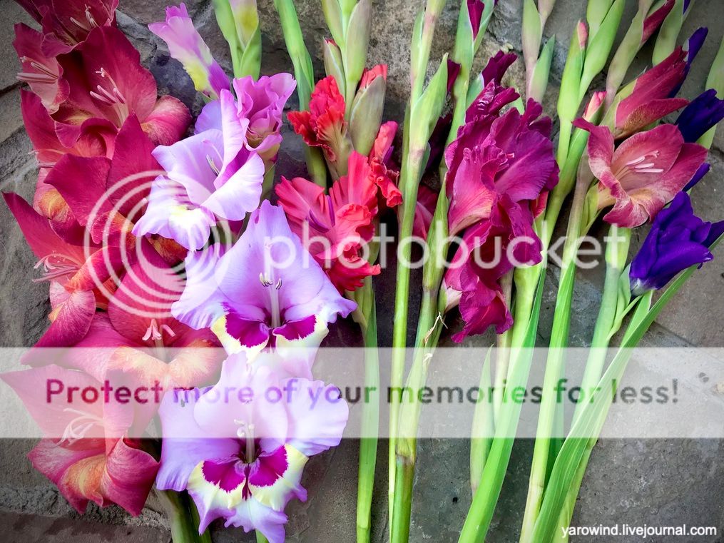 Урожаи 2022 IMG_0175 Урожаи 2022 IMG_0175