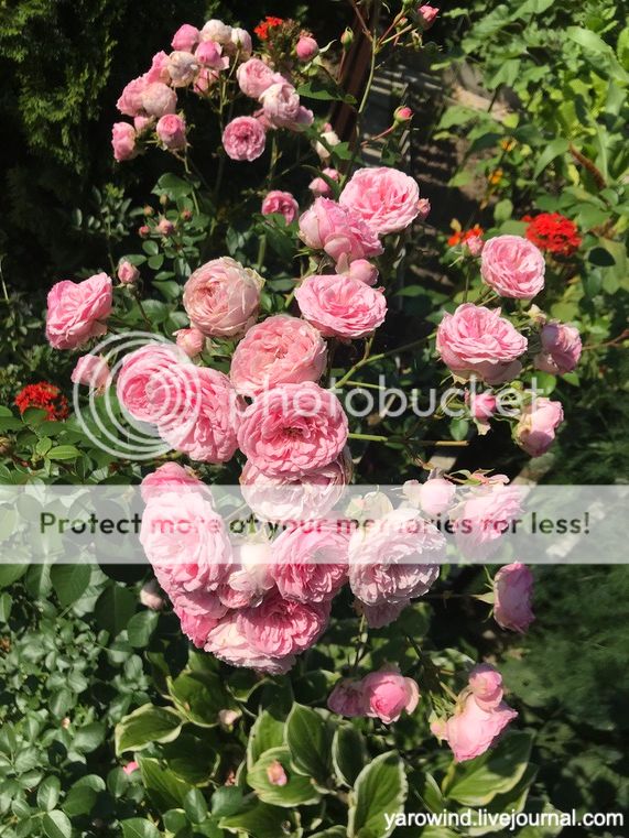 Дачные розы IMG_9728 Дачные розы IMG_9728