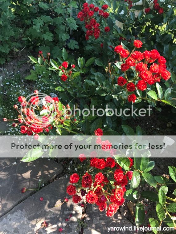 Дачные розы IMG_9730 Дачные розы IMG_9730