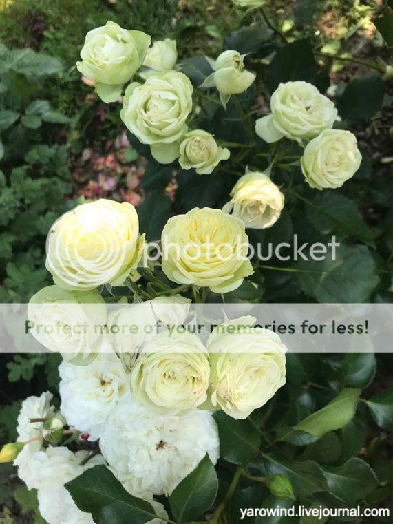 Дачные розы IMG_9731 Дачные розы IMG_9731