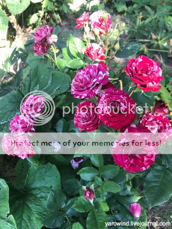 Дачные розы IMG_9732 Дачные розы IMG_9732