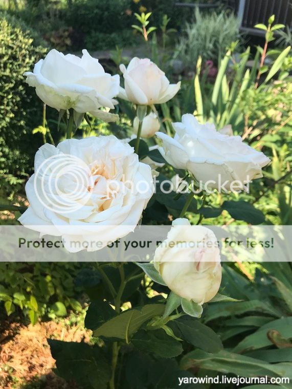 Дачные розы IMG_9733 Дачные розы IMG_9733