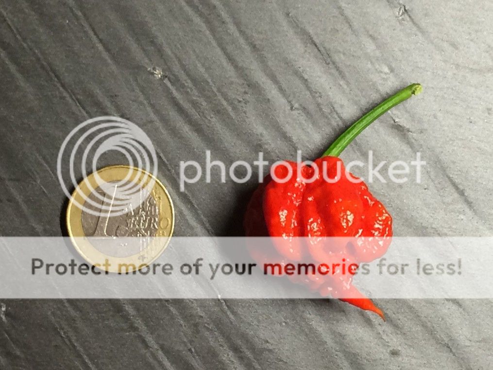 Спасибо, что живой reaper Спасибо, что живой reaper