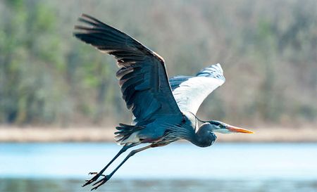 great_blue_heron_flying
